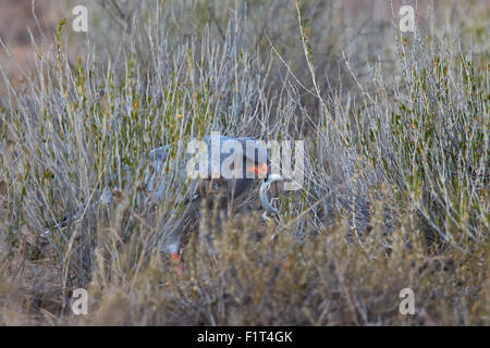 Pallido meridionale salmodiare astore (Melierax canorus) con un skink, Kgalagadi Parco transfrontaliero, Sud Africa Foto Stock