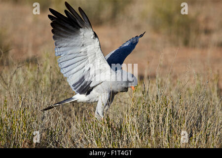 Pallido meridionale salmodiare astore (Melierax canorus) caccia, Kgalagadi Parco transfrontaliero, Sud Africa Foto Stock