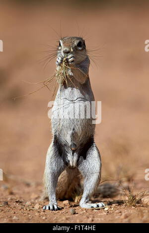 Massa del capo scoiattolo (Xerus inauris) mangiare, Kgalagadi Parco transfrontaliero, Sud Africa Foto Stock