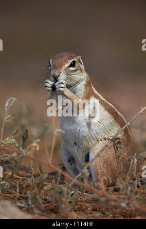 Massa del capo scoiattolo (Xerus inauris) mangiare, Kgalagadi Parco transfrontaliero, Sud Africa Foto Stock