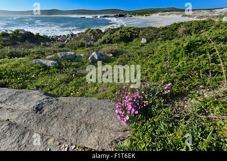 Sud Africa, Costa Ovest NP Foto Stock