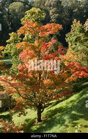 Powis Castle Gardens, Welshpool, Wales, Regno Unito. Colore di autunno sulla terrazza inferiore Foto Stock