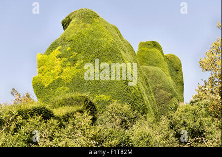 Powis Castle Gardens, Welshpool, Wales, Regno Unito. Questo 17c giardino barocco è famosa per la sua enorme topiaria da antichi yew alberi e siepi Foto Stock