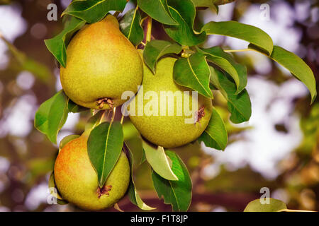 Nel giardino sui rami di un albero di grandi dimensioni appesi pere mature. Presenta closeup. Foto Stock