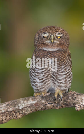 Jungle Owlet in Goa, India Foto Stock