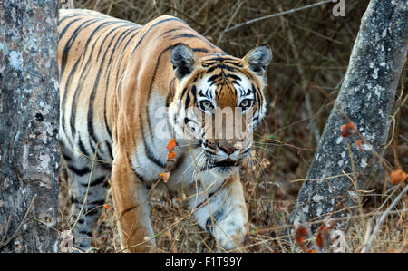 La foto è stata scattata in Bandipur national park in India Foto Stock