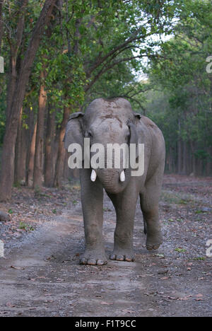 La foto è stata scattata nel parco di cittadino di Corbett India Foto Stock