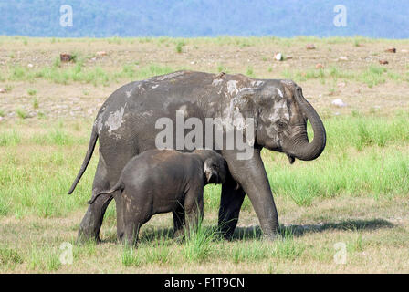 La foto è stata scattata nel parco di cittadino di Corbett India Foto Stock