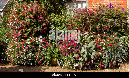 Estate fiori in un giardino in Inghilterra, Regno Unito Foto Stock