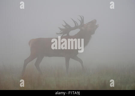 Red Deer / Rothirsch ( Cervus elaphus ) stag, bicchieratura, nella nebbia, nebbia, durante la stagione di solchi in autunno. Foto Stock
