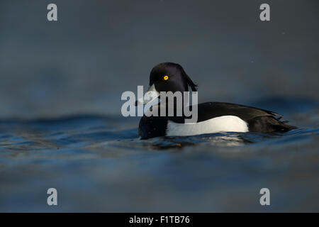 Bellissimo anatra Tufted maschile / Reiherente ( Aythya fuligula ) in abito da riproduzione nuota vicino a freddo, fauna selvatica, Europa, Germania. Foto Stock