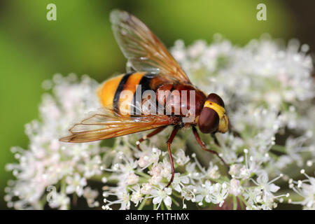 Hornet mimare Hoverfly Volucella zonaria Foto Stock