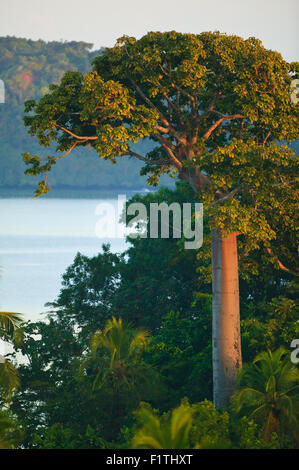 Grande albero di Cuipo, Cavanillesia platanifolia, presso la riserva naturale di Punta Patino, costa del Pacifico, provincia di Darien, Repubblica di Panama. Foto Stock