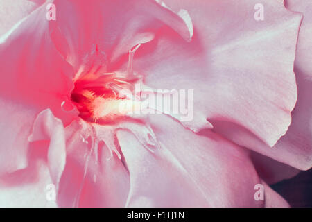 Primo piano presenta il nucleo del fiore e i petali del fiore bellissimo di oleandro delicato colore rosa pallido Foto Stock