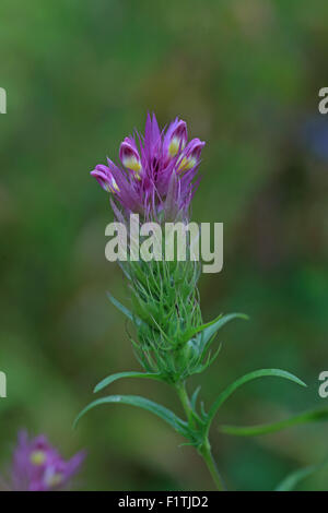 Campo Cow-frumento (Melampyrum arvense) Foto Stock