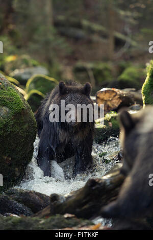 Due comunità orso bruno / Europaeischer Braunbaeren ( Ursus arctos ) suonando in una selvaggia creek, grandi pietre, foresta naturale. Foto Stock