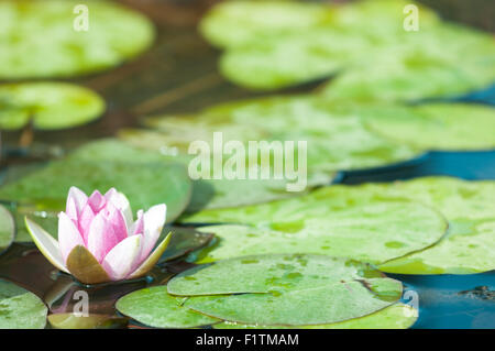 Giglio colore rosa fiore e piazzole di contatto su un laghetto Foto Stock