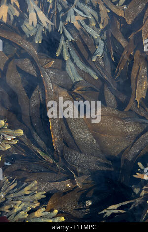 Laminaria digitata. Le alghe / Oarweed sul litorale di Northumberland. Regno Unito Foto Stock