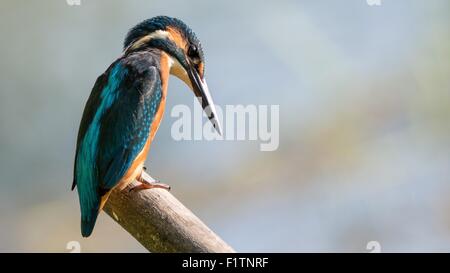 Primo piano di un comune isolato kingfisher Foto Stock