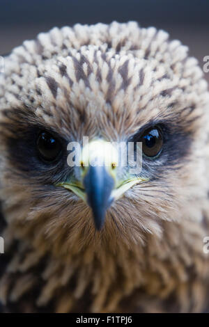 Un Kite Yellow-Billed al ICBP, Newent, Gloucester Foto Stock