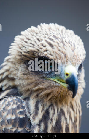 Un Kite Yellow-Billed al ICBP, Newent, Gloucester Foto Stock