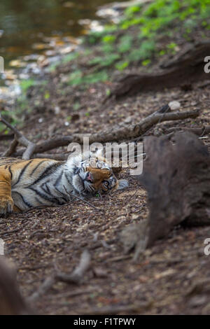 Tigre del Bengala vicino dal lago Rajbaug Ranthambhore foresta. [Panthera Tigris] Foto Stock