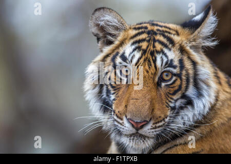 Giovani wild tigre del Bengala ritratto Ranthambhore foresta. [Panthera Tigris] Foto Stock