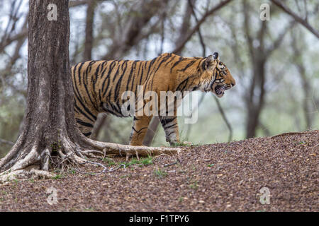 Giovani tigre del Bengala a Ranthambhore foresta. [Panthera Tigris] Foto Stock