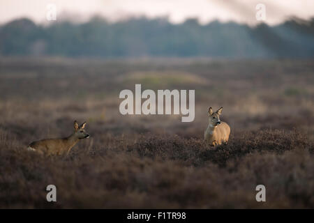 Due attenti caprioli / Reh ( Capreolus capreolus ) in piedi a secco di erica, vasta terra aperta all'alba. Foto Stock