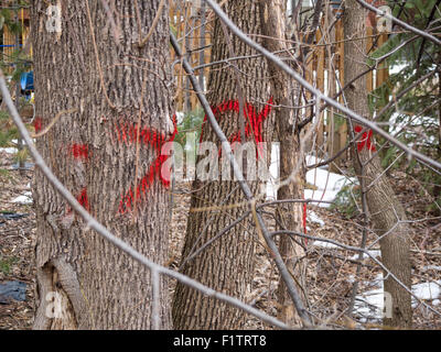 Il frassino contrassegnati per il taglio. Il frassino colpiti dalla emerald ash borer contrassegnati con una X rossa per il taglio. Foto Stock