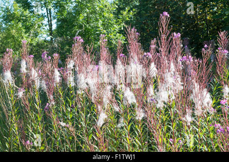 Rosebay Willowherb, North East England, Regno Unito Foto Stock