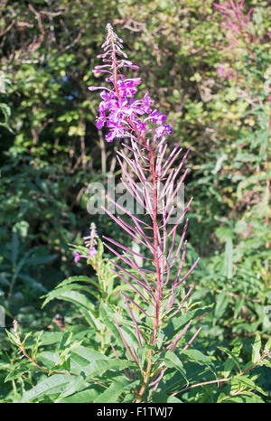 Rosebay Willow herb, North East England, Regno Unito Foto Stock