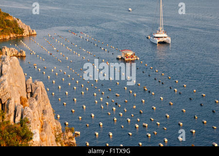 Allevamento di cozze vicino a Sibenik in Croazia Foto Stock