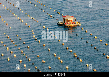 Allevamento di cozze vicino a Sibenik in Croazia Foto Stock