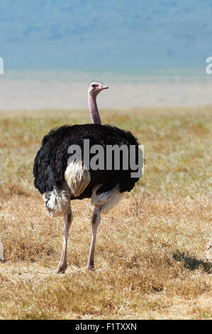 Struzzo maschio nella savana in un parco nazionale in Tanzania Foto Stock