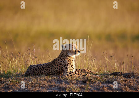 Bella Cheetah giacente nella boccola fotografato con la calda luce del tramonto Foto Stock