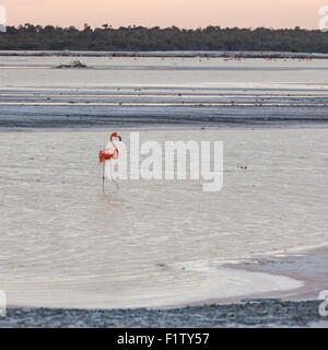 Flamingo alimentando al tramonto. I colori nel cielo debolmente imitano la profonda arancione di flamingo alimentando in un stagno di sale. Foto Stock