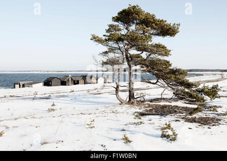 La pesca di capanne a helgumannen villaggio di pescatori sulla fårö, gotlands lan, Svezia Foto Stock