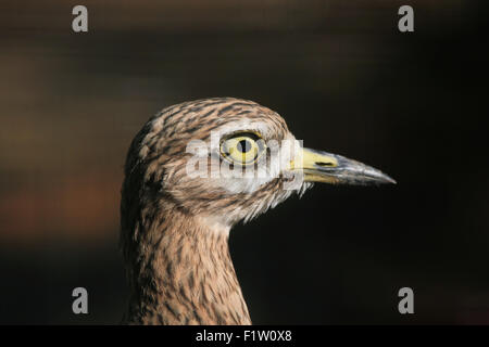 Eurasian pietra (curlew Burhinus oedicnemus) a Plzen Zoo in Boemia occidentale, Repubblica Ceca. Foto Stock