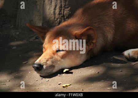 Dingo (Canis lupus dingo) a Plzen Zoo in Boemia occidentale, Repubblica Ceca. Foto Stock