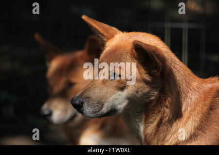 Dingo (Canis lupus dingo) a Plzen Zoo in Boemia occidentale, Repubblica Ceca. Foto Stock