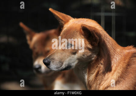 Dingo (Canis lupus dingo) a Plzen Zoo in Boemia occidentale, Repubblica Ceca. Foto Stock