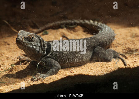 Cuvier il Madagascar swift (Oplurus cuvieri), noto anche come il Madagascar acciuffato iguana. Foto Stock