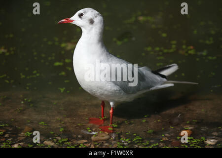 A testa nera (gabbiano Chroicocephalus ridibundus) in inverno piumaggio a Plzen Zoo in Boemia occidentale, Repubblica Ceca. Foto Stock