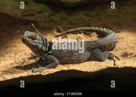 Cuvier il Madagascar swift (Oplurus cuvieri), noto anche come il Madagascar acciuffato iguana. Foto Stock