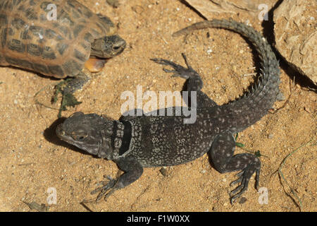 Cuvier il Madagascar swift (Oplurus cuvieri), noto anche come il Madagascar acciuffato iguana. Foto Stock