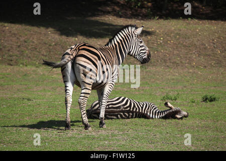 Chapman's zebra (Equus quagga chapmani) a Plzen Zoo in Boemia occidentale, Repubblica Ceca. Foto Stock