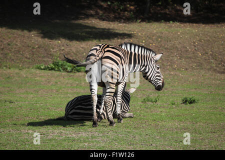 Chapman's zebra (Equus quagga chapmani) a Plzen Zoo in Boemia occidentale, Repubblica Ceca. Foto Stock