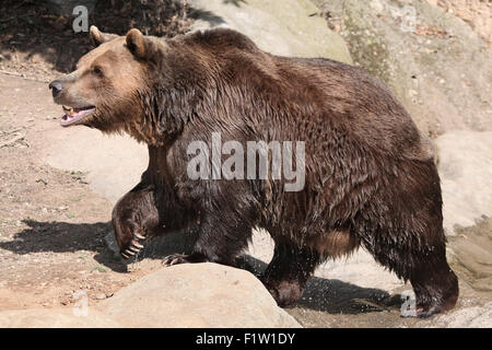 L'orso bruno (Ursus arctos) dopo il nuoto a Plzen Zoo in Boemia occidentale, Repubblica Ceca. Foto Stock
