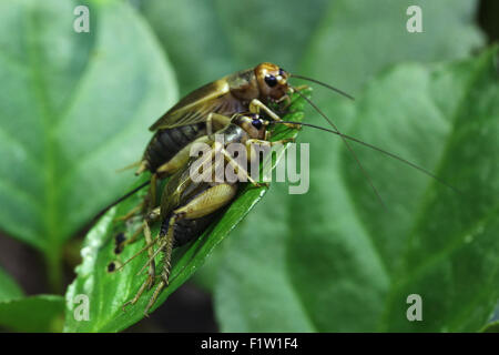 Casa cricket (Acheta domestica) a Plzen Zoo in Boemia occidentale, Repubblica Ceca. Foto Stock